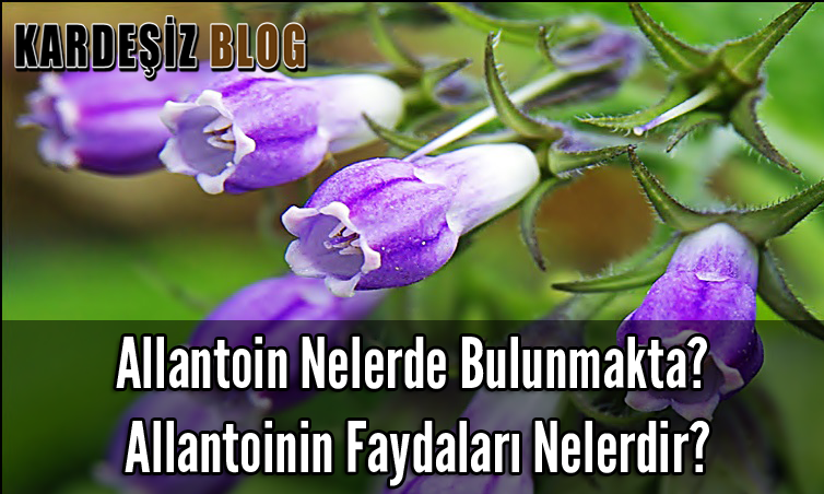 Allantoin Nelerde Bulunmakta