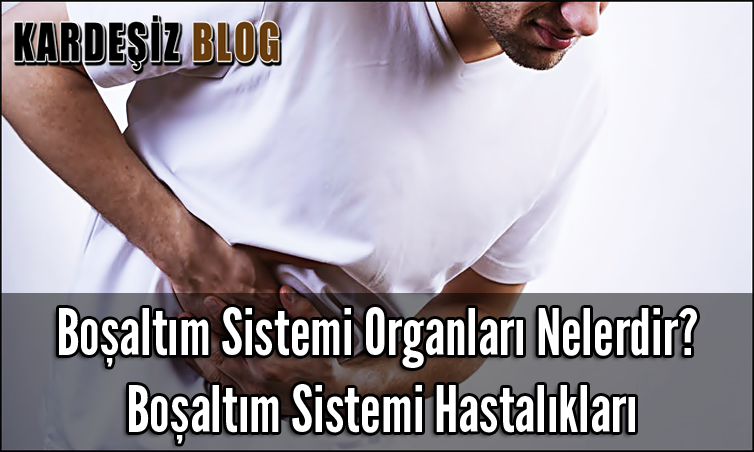 Boşaltım Sistemi Organları Nelerdir