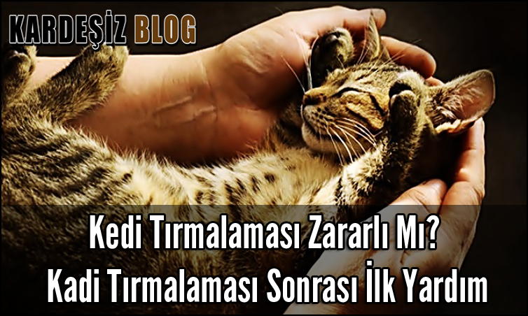 Kedi Tırmalaması Zararlı Mı