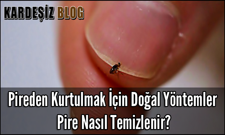 Pireden Kurtulmak için Doğal Yöntemler