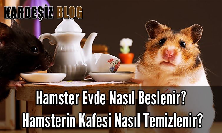 Hamster Evde Nasıl Beslenir