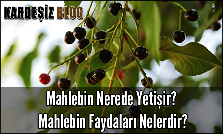 Mahlebin Nerede Yetişir