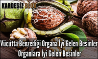 Vücutta Benzediği Organa iyi Gelen Besinler