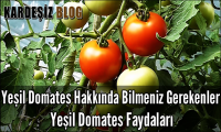 Yeşil Domates Hakkında Bilmeniz Gerekenler