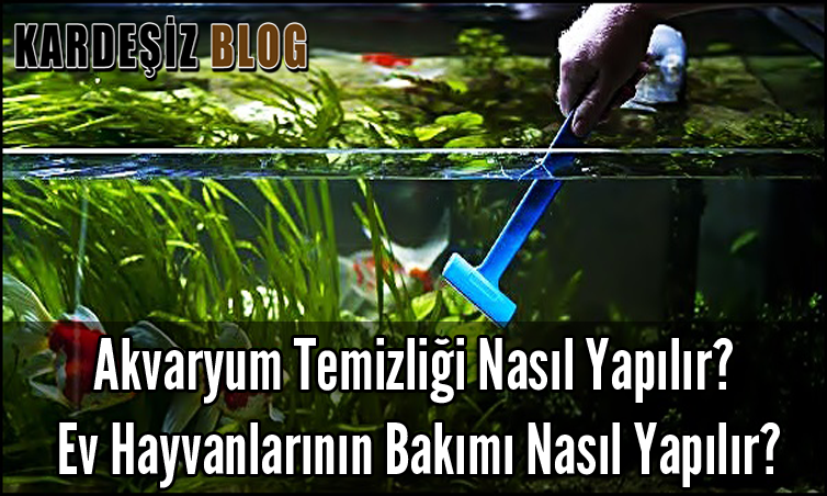 Akvaryum Temizliği Nasıl Yapılır