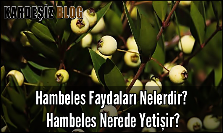 Hambeles Faydaları Nelerdir