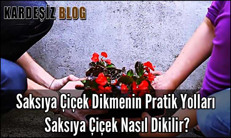 Saksıya Çiçek Dikmenin Pratik Yolları