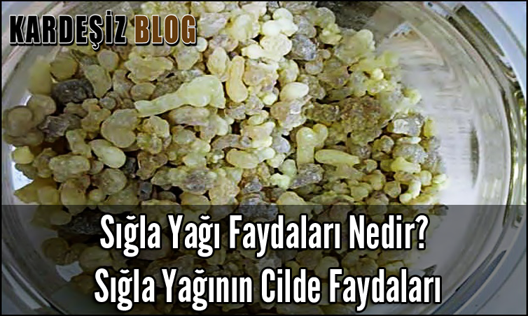 Sığla Yağı Faydaları Nedir