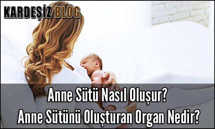 Anne Sütü Nasıl Oluşur