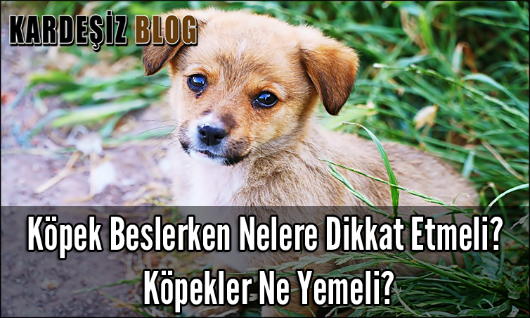 Köpek Beslerken Nelere Dikkat Etmeli