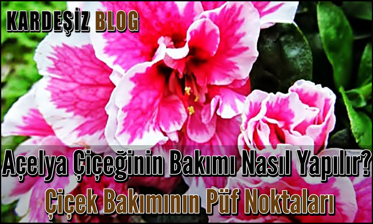 Açelya Çiçeğinin Bakımı Nasıl Yapılır