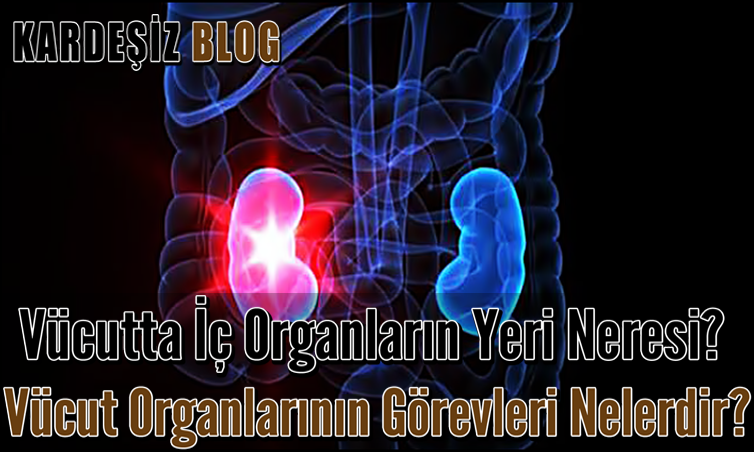 Vücutta iç Organların Yeri Neresi