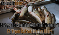 Et Yiyen Bakterinin Belirtileri Nelerdir