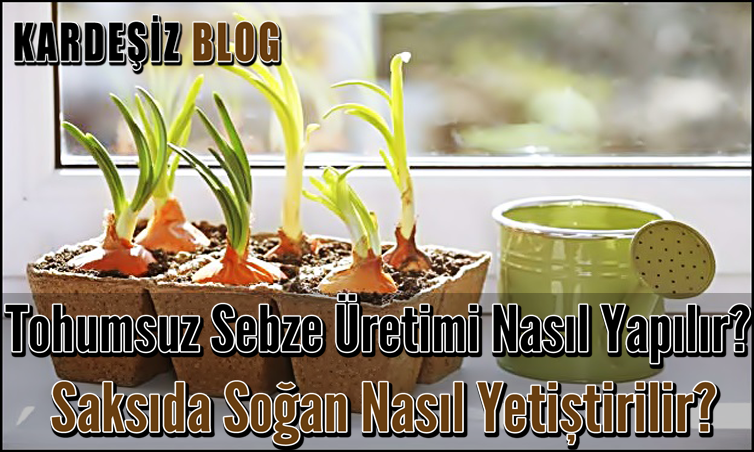 Tohumsuz Sebze Üretimi Nasıl Yapılır