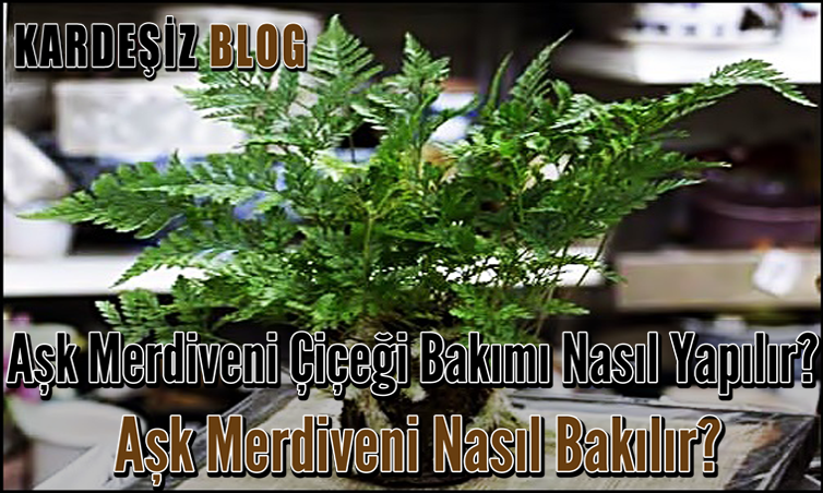 Aşk Merdiveni Çiçeği Bakımı Nasıl Yapılır