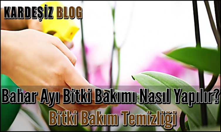 Bahar Ayı Bitki Bakımı Nasıl Yapılır