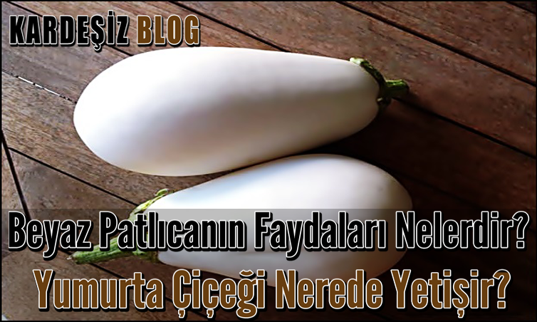 Beyaz Patlıcanın Faydaları Nelerdir