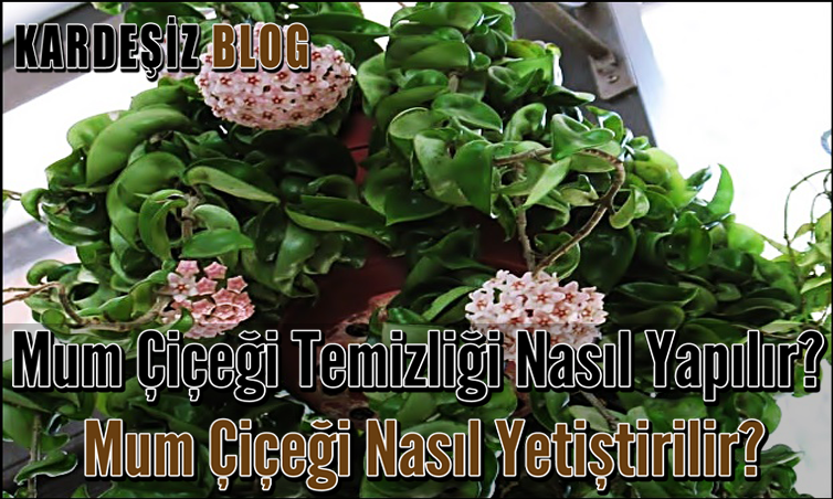 Mum Çiçeği Temizliği Nasıl Yapılır