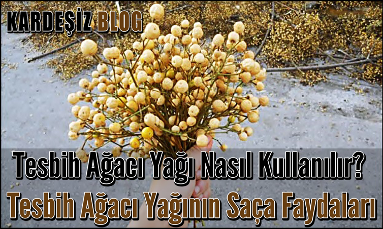 Tesbih Ağacı Yağı Nasıl Kullanılır