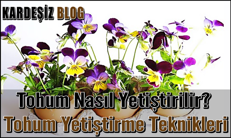 Tohum Nasıl Yetiştirilir