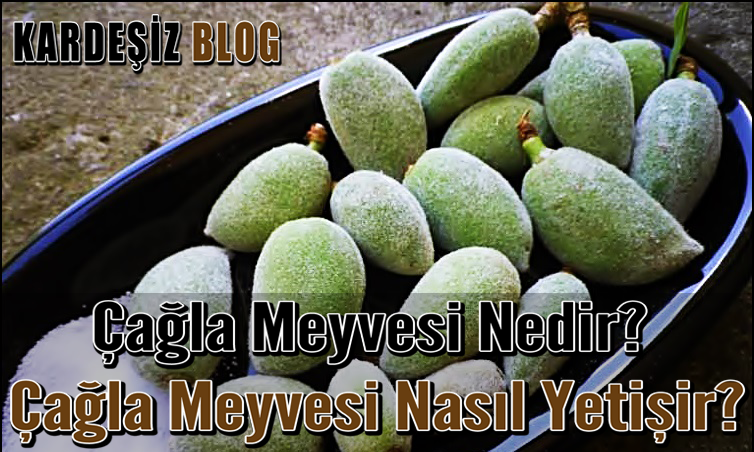 Çağla Meyvesi Nedir