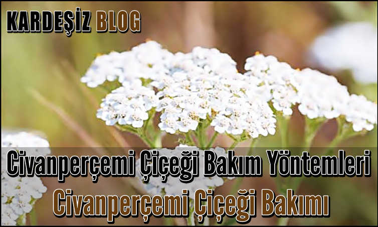 Civanperçemi Çiçeği Bakım Yöntemleri