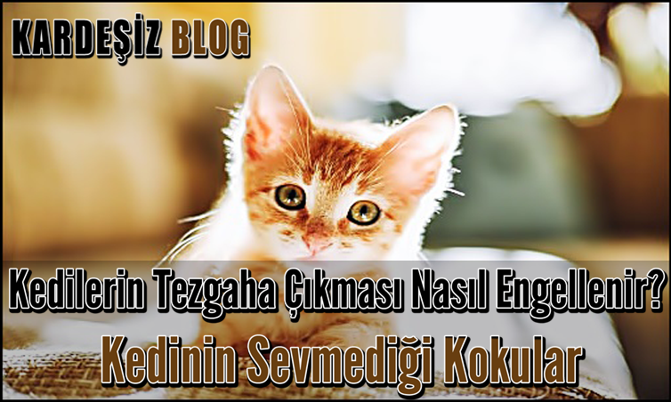 Kedilerin Tezgaha Çıkması Nasıl Engellenir