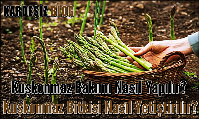 Kuşkonmaz Bakımı Nasıl Yapılır