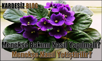 Menekşe Bakımı Nasıl Yapılmalı