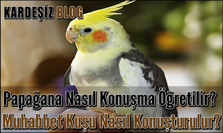 Papağana Nasıl Konuşma Öğretilir