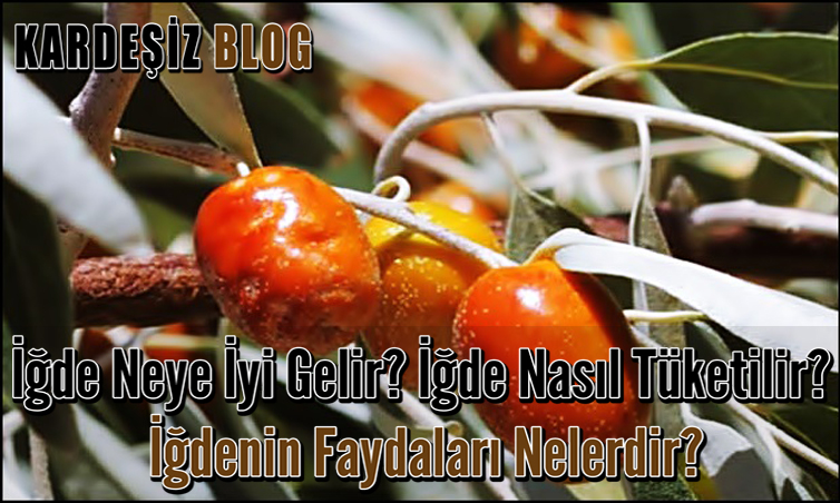 iğde Neye iyi Gelir