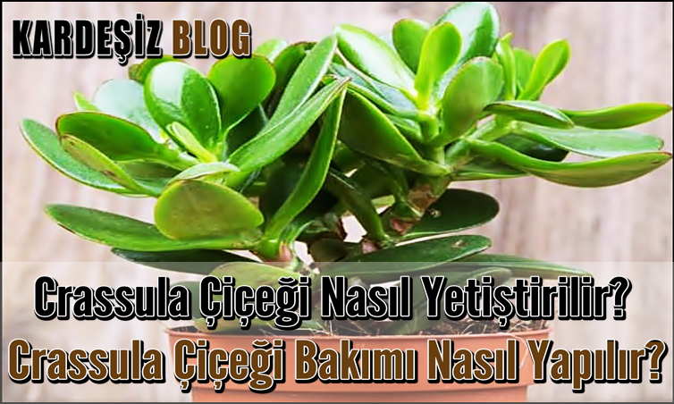 Crassula Çiçeği Nasıl Yetiştirilir