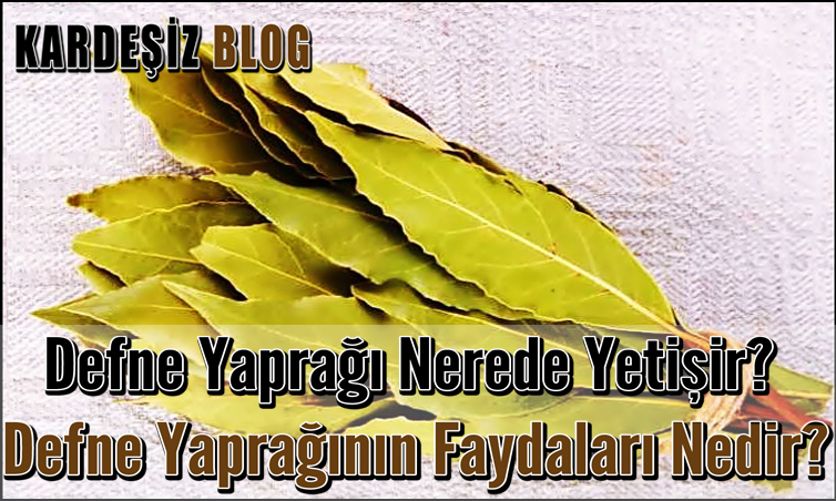 Defne Yaprağı Nerede Yetişir