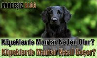 Köpeklerde Mantar Neden Olur