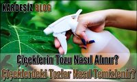 Çiçeklerin Tozu Nasıl Alınır