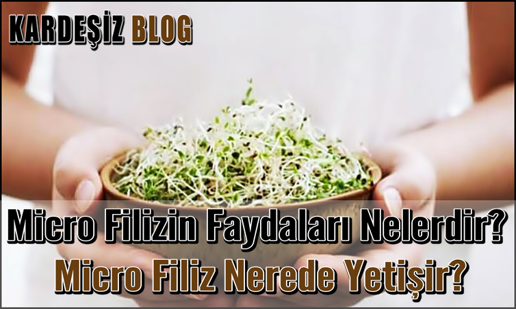 Micro Filizin Faydaları Nelerdir