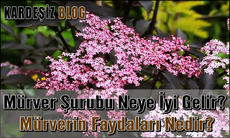 Mürver Şurubu Neye iyi Gelir