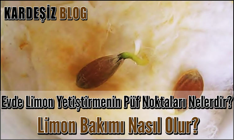 Evde Limon Yetiştirmenin Püf Noktaları Nelerdir