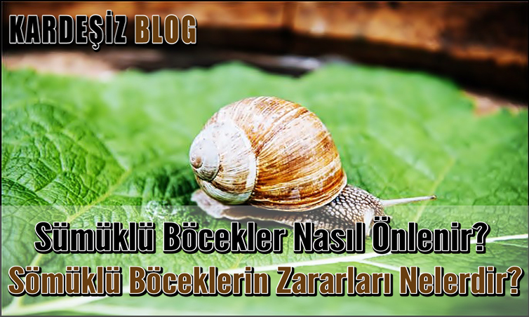 Sümüklü Böcekler Nasıl Önlenir