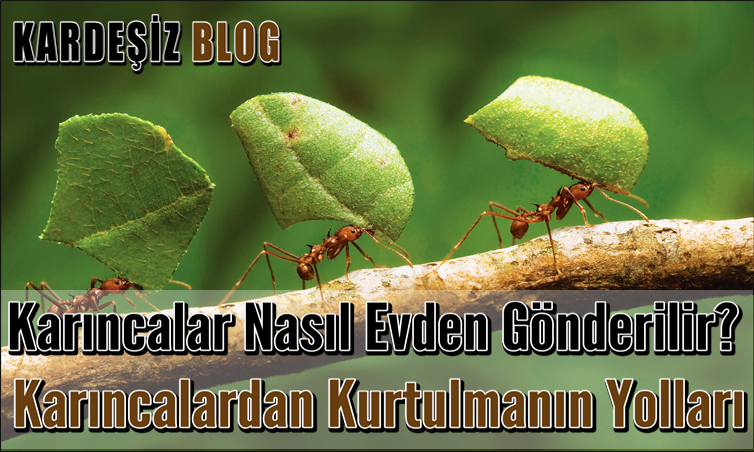 Karıncalar Nasıl Evden Gönderilir