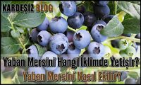 Yaban Mersini Hangi iklimde Yetişir