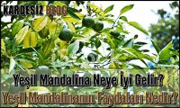 Yeşil Mandalina Neye iyi Gelir