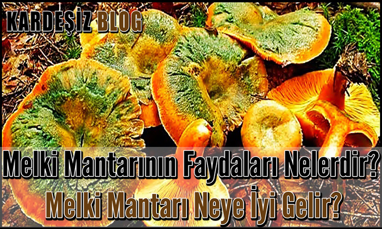 Melki Mantarının Faydaları Nelerdir