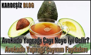 Avokado Yaprağı Çayı Neye iyi Gelir