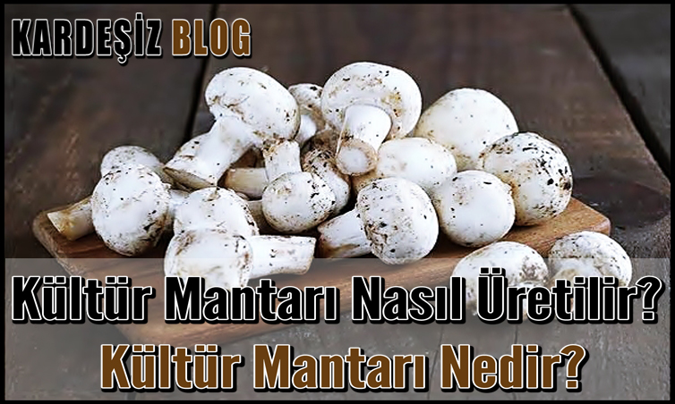 Kültür Mantarı Nasıl Üretilir