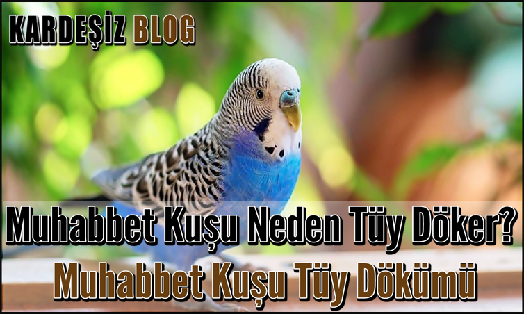 Muhabbet Kuşu Neden Tüy Döker