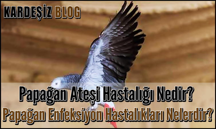 Papağan Ateşi Hastalığı Nedir