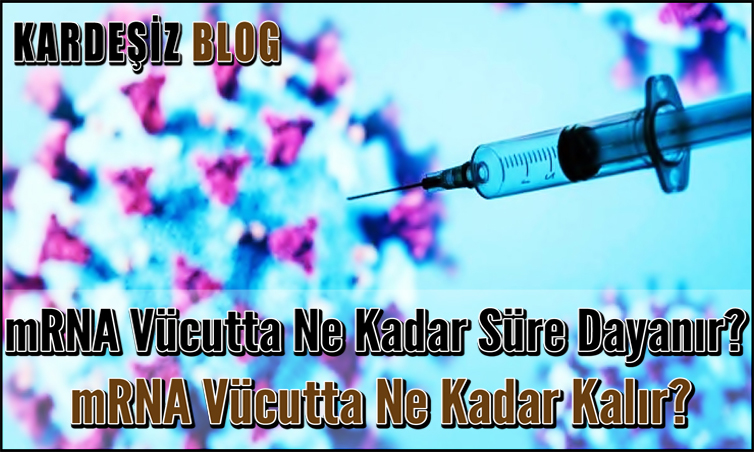 mRNA Vücutta Ne Kadar Süre Dayanır