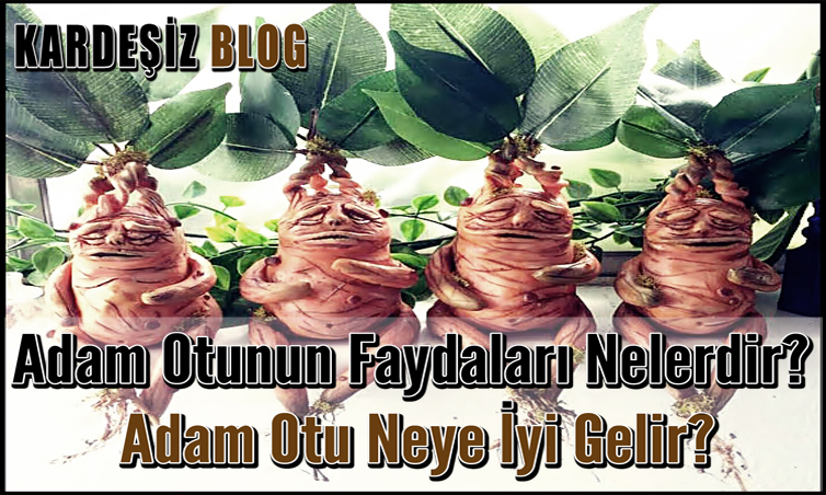 Adam Otunun Faydaları Nelerdir