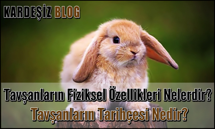 Tavşanların Fiziksel Özellikleri Nelerdir